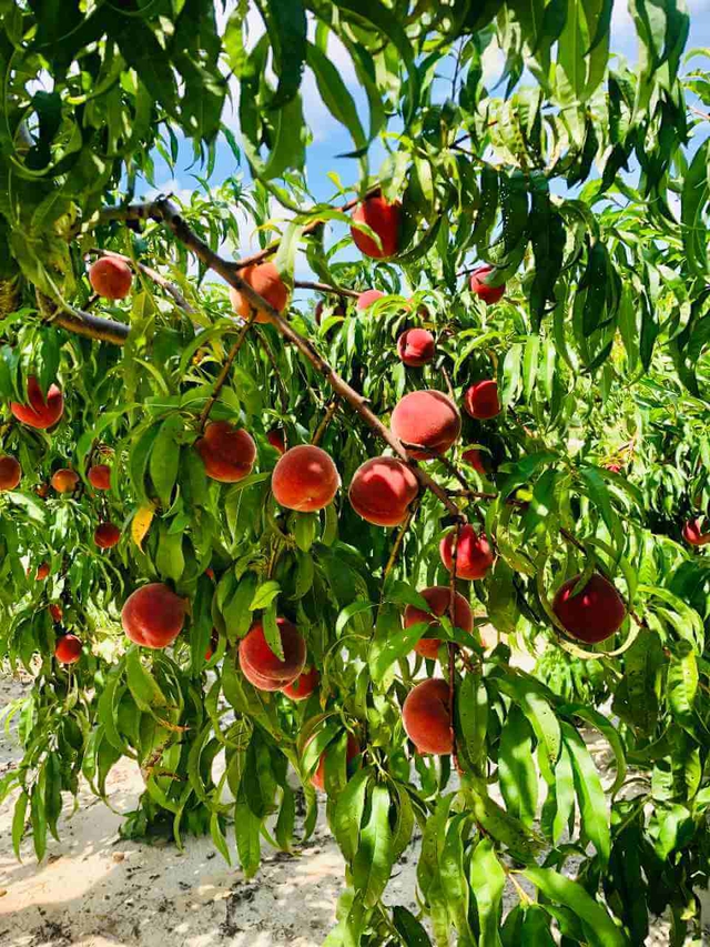 Branch loaded with tree-ripened Bennett Peaches